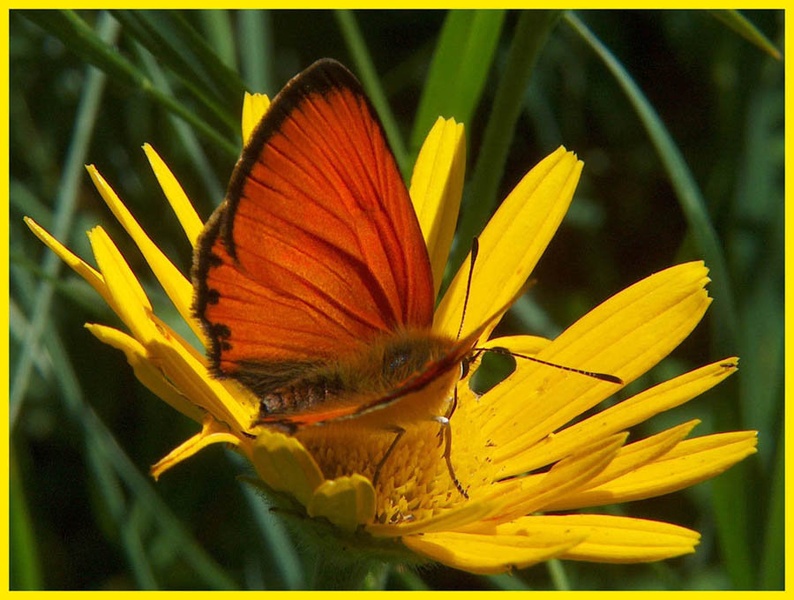 butterfly by daks