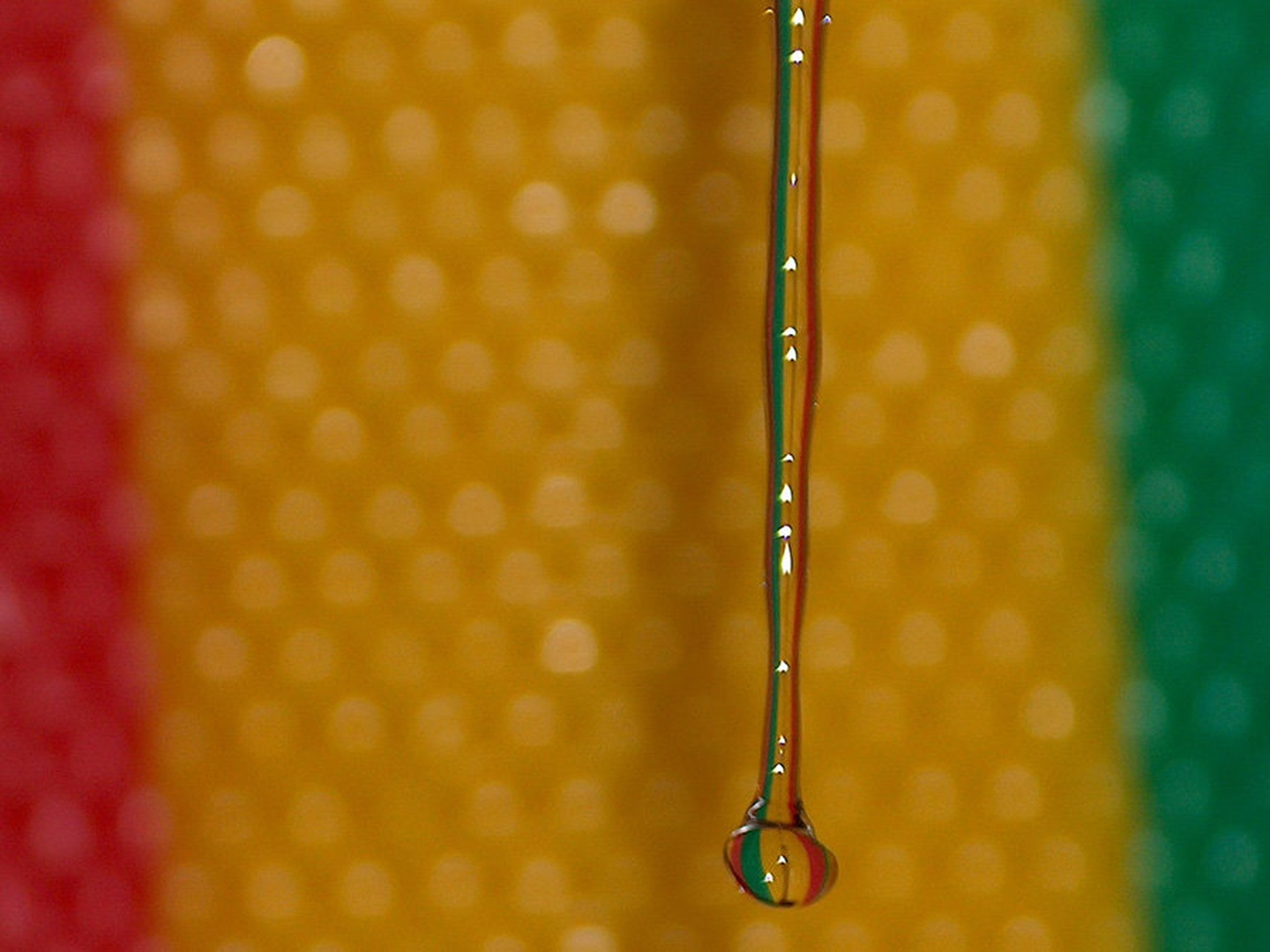 rasta drop by daks
