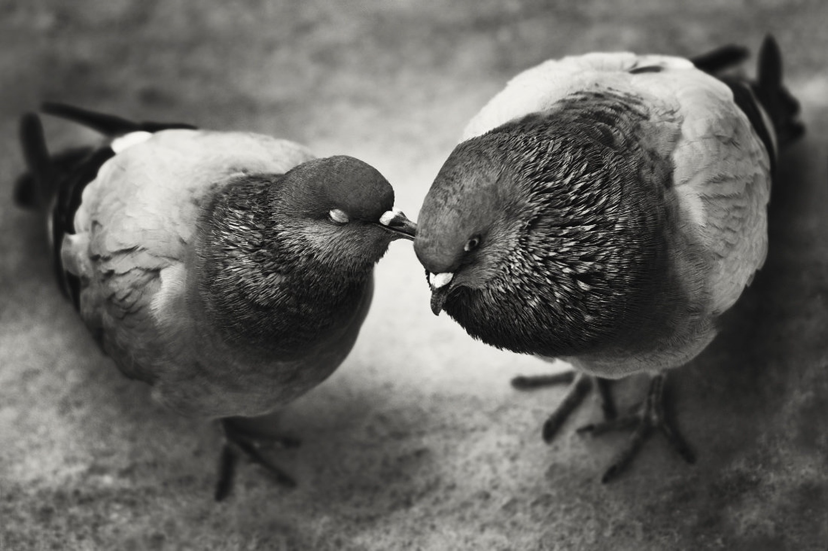 true love by -ZaGoR-