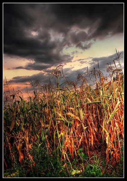 PopCorn by -ZaGoR-