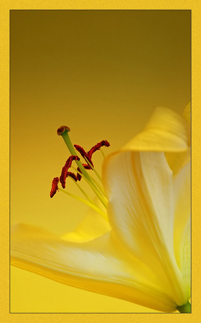 Lily by -ZaGoR-
