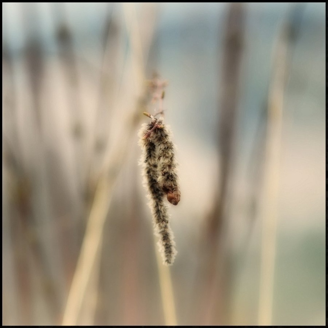 Nature by -ZaGoR-