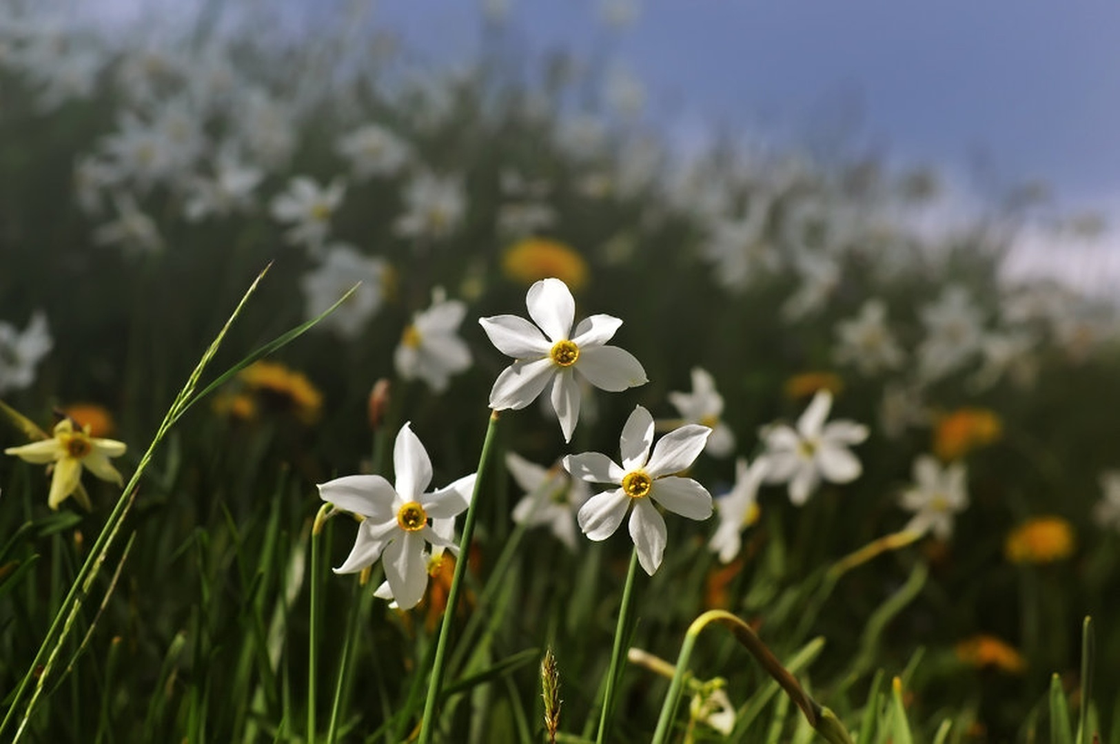 Mesec narcis by -ZaGoR-