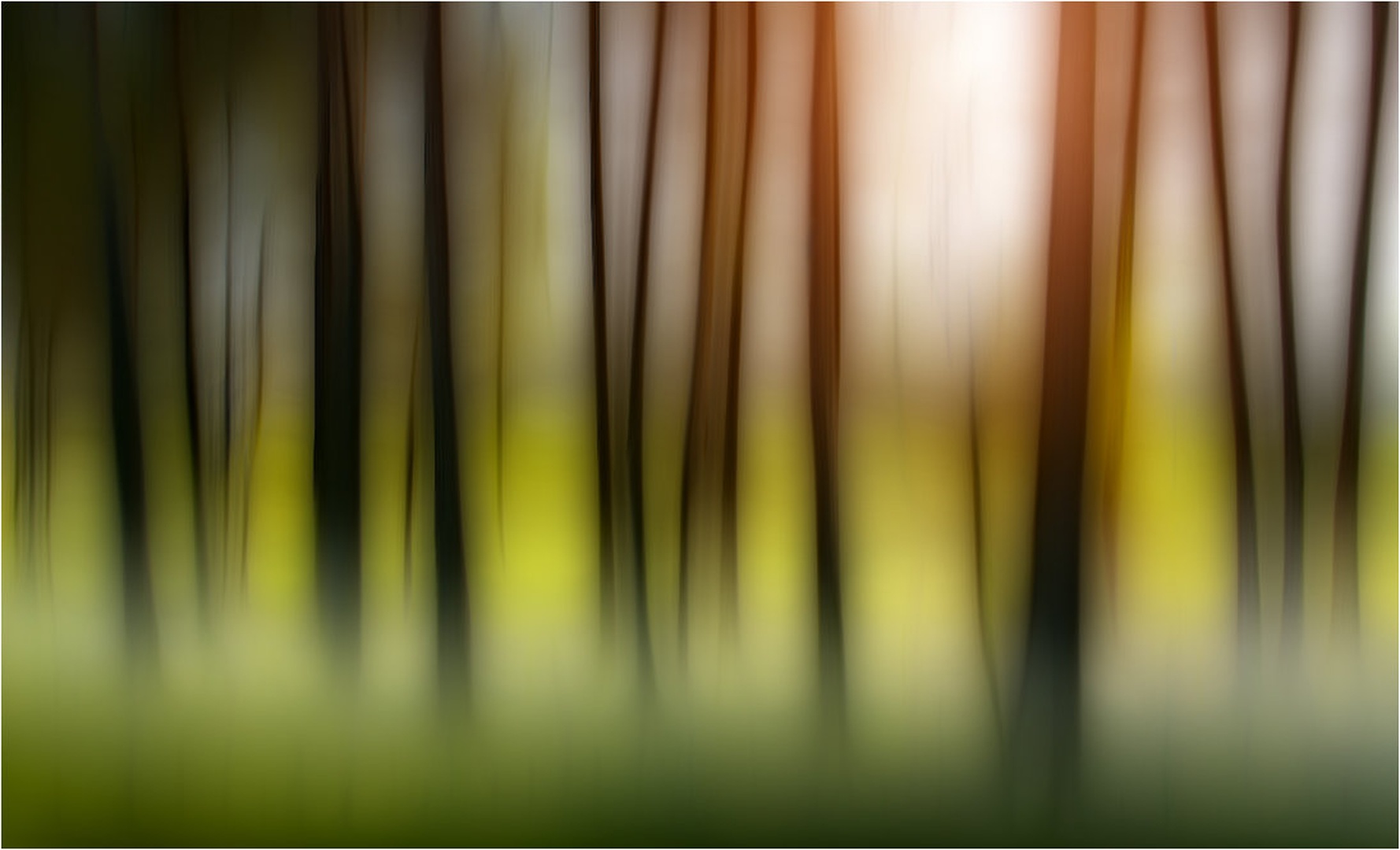 Tree Lines by -ZaGoR-
