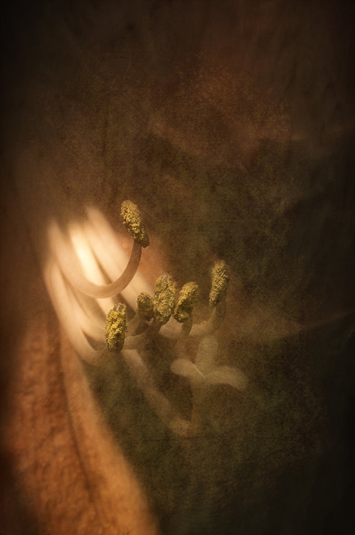 Flower by -ZaGoR-