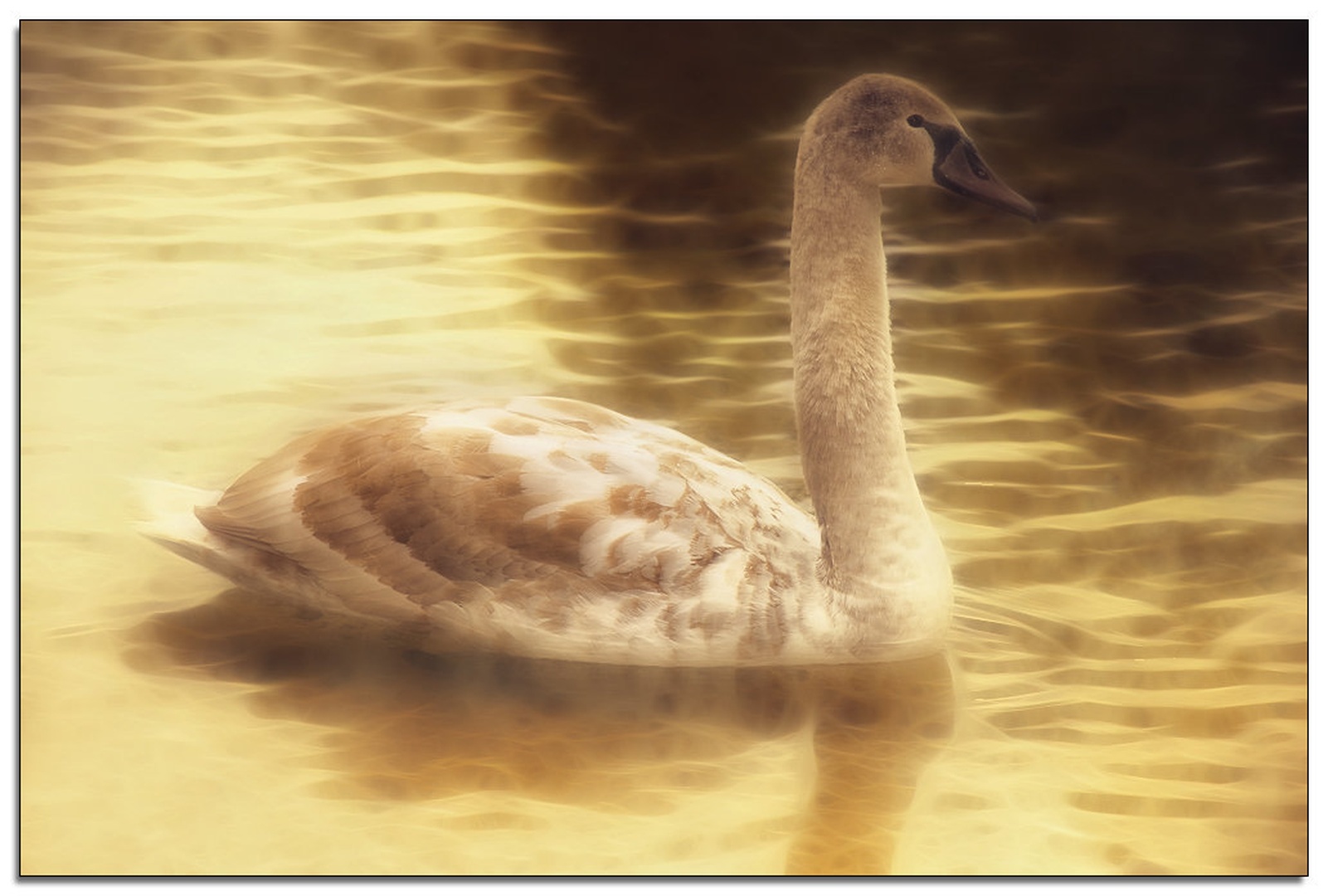 golden morning by -ZaGoR-