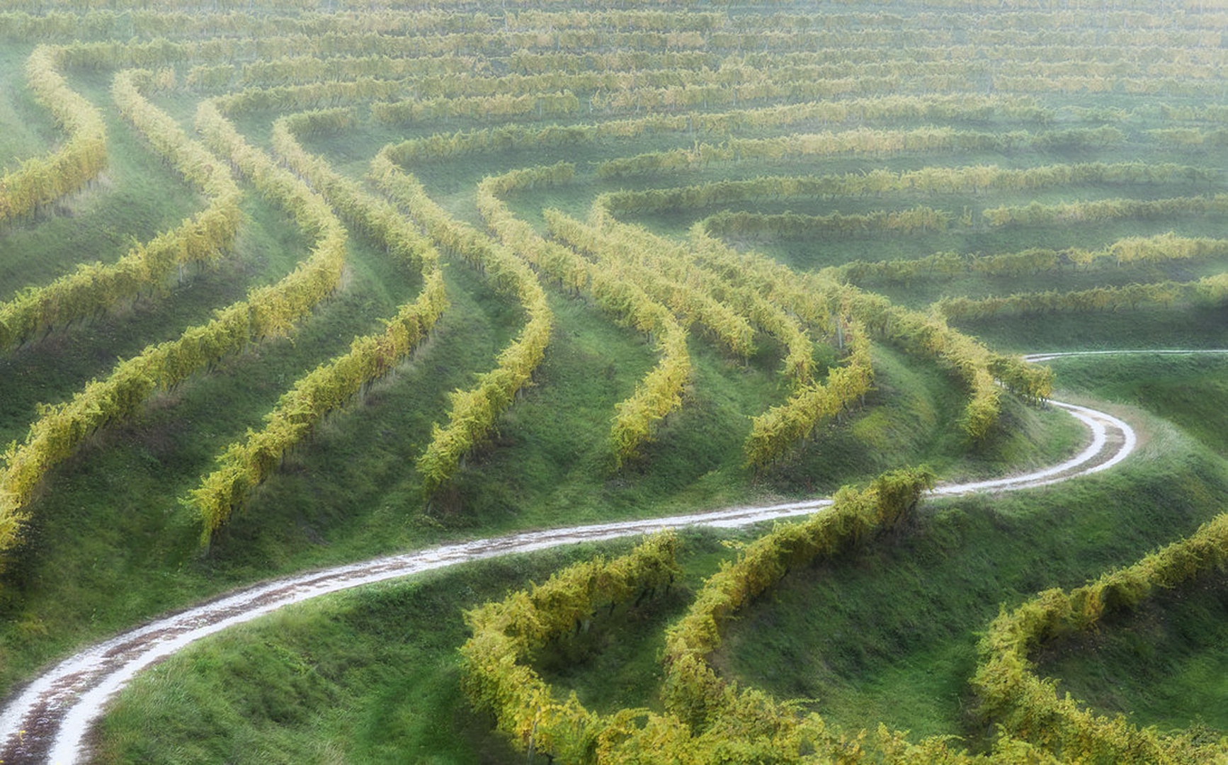 curves by -ZaGoR-