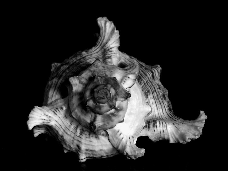 Shell by gaspers