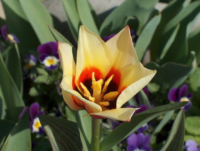 tulipan by Silvester Puntigam