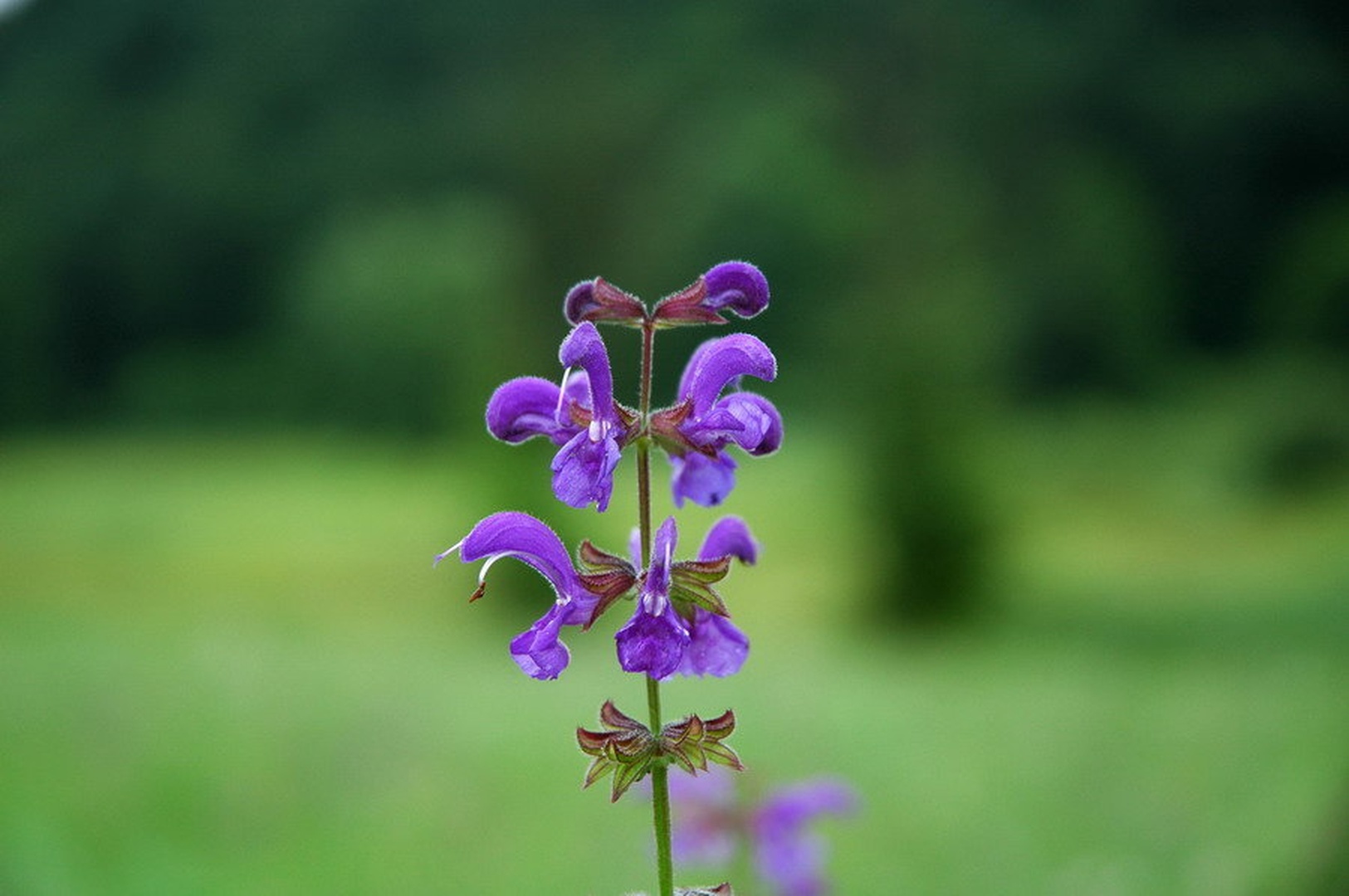 travniska vijolica by