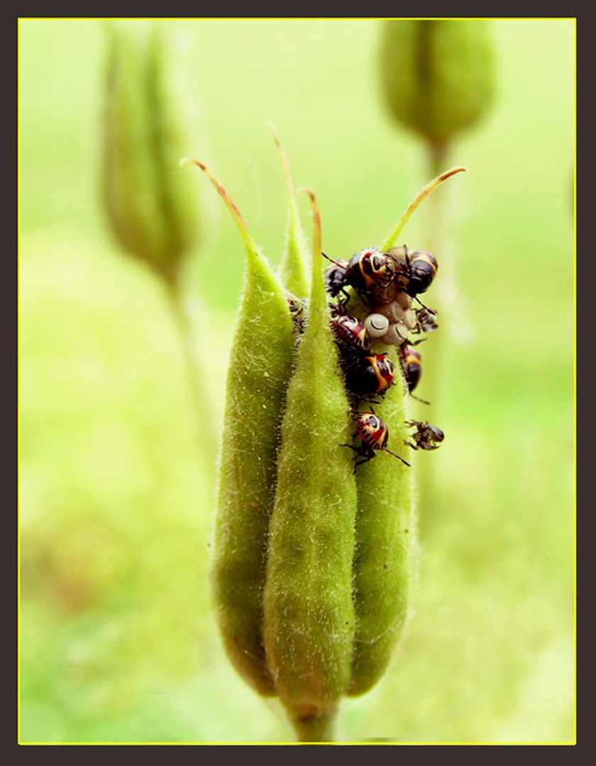 Piknik na popku by