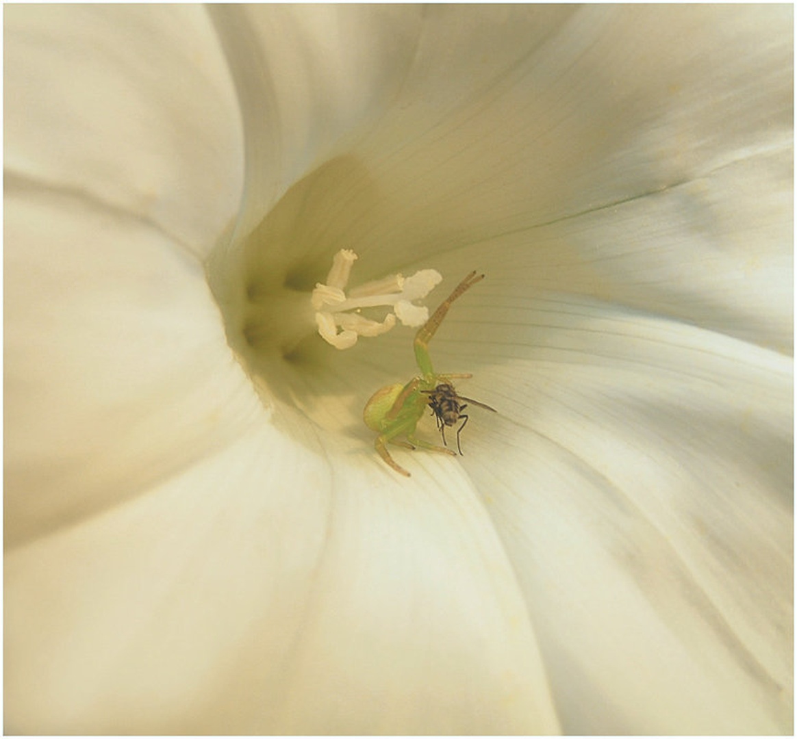 Lepota in krutost narave by