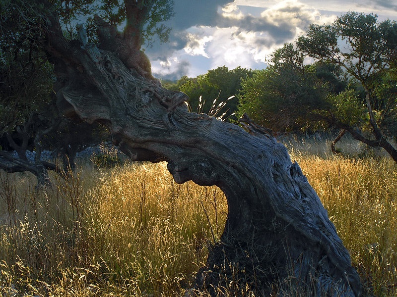 "Ent" by boy