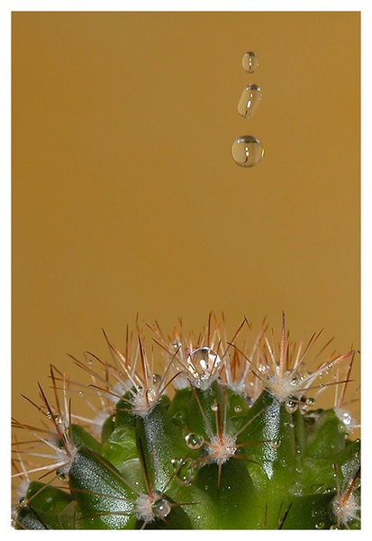 Water drops by knapp