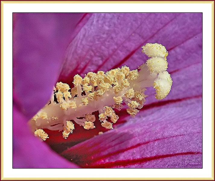 Hibiskus malo drugače by vinkel75