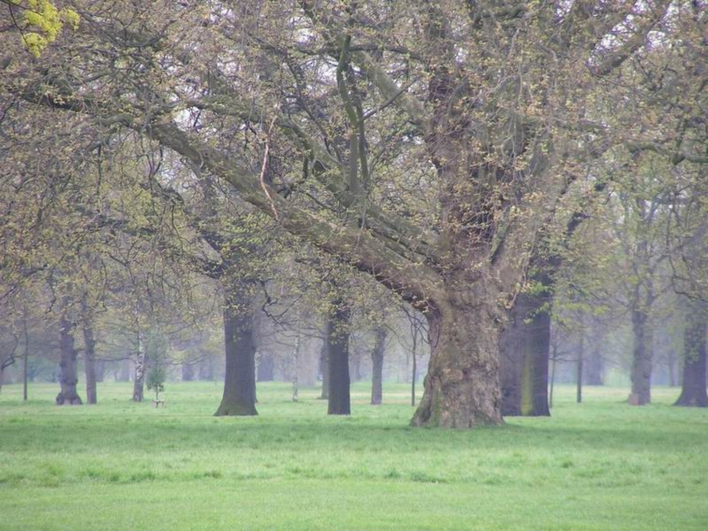 Hyde Park (London), ko ni obiskov by Uros