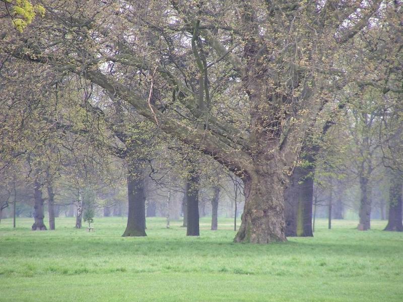 Hyde Park (London), ko ni obiskov by Uros