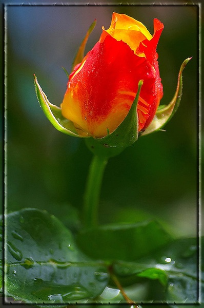 Hello, my name is Rose! by plastique