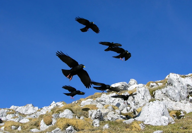 Black birds attack by kinza2000