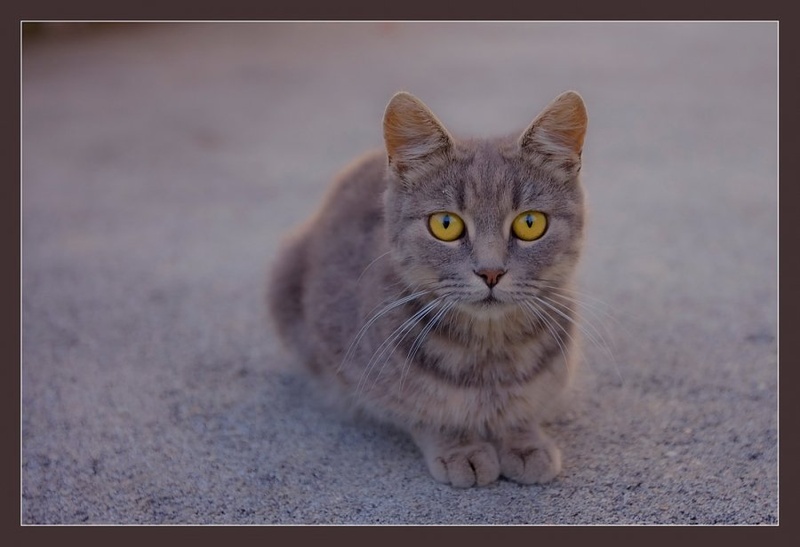 Kje je moj whiskas ?! by Fourtich