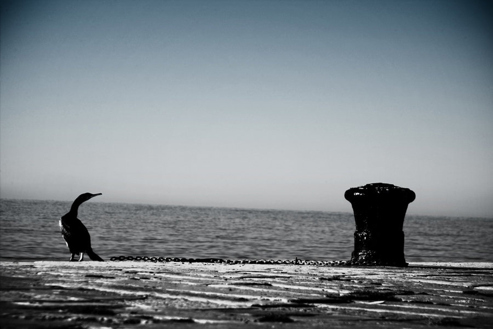 kormoran by