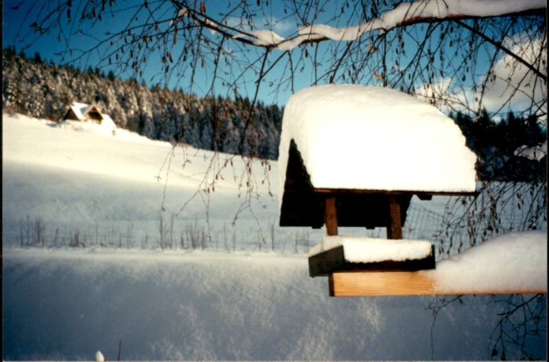 Ptičja krmilnica by metal_head