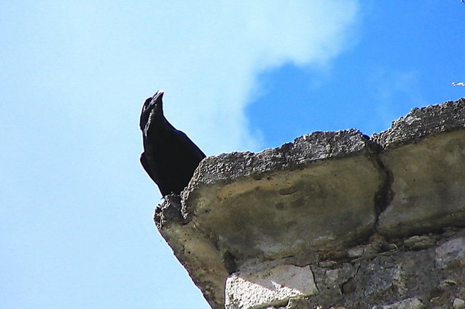 krokar na straži by