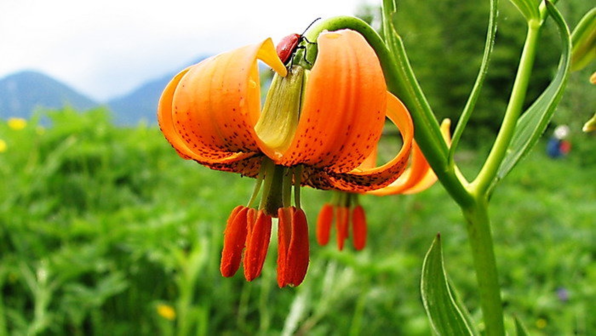 kranjska lilija ima obisk by
