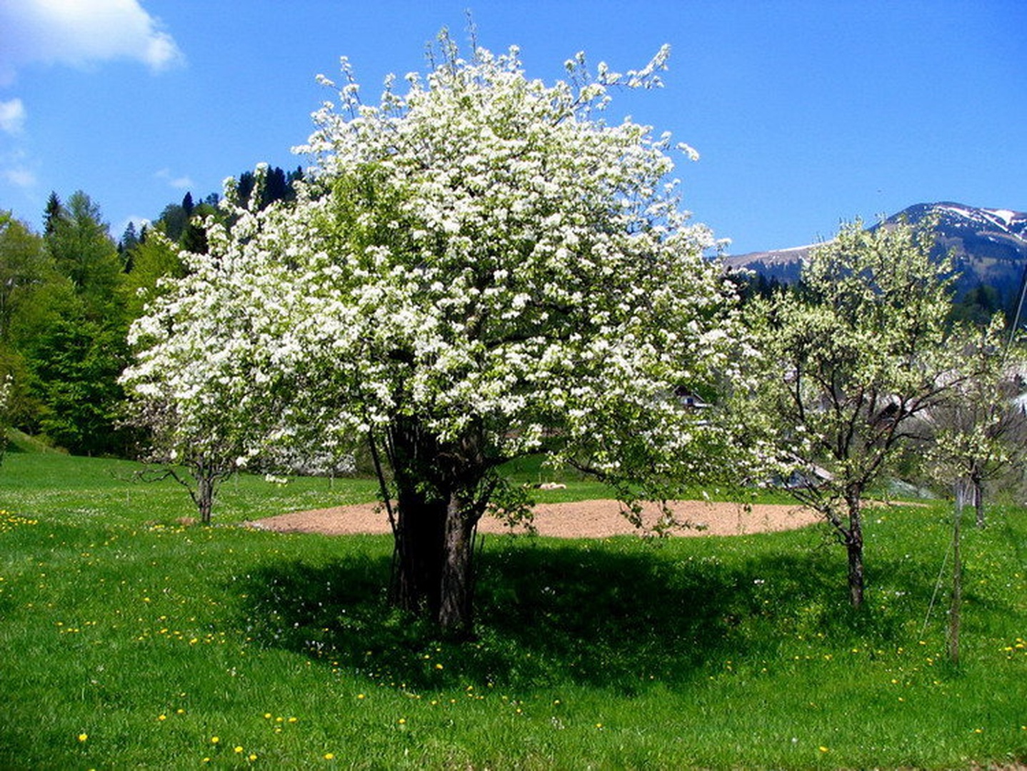 pomlad v sadovnjaku by