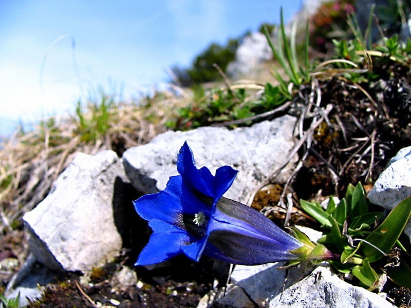 LETOŠNJI JE by planincelj