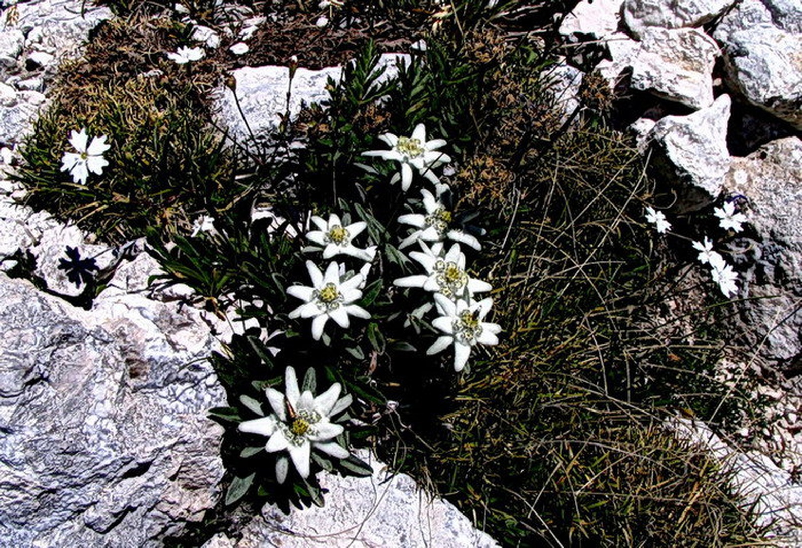 Gorski šopek by