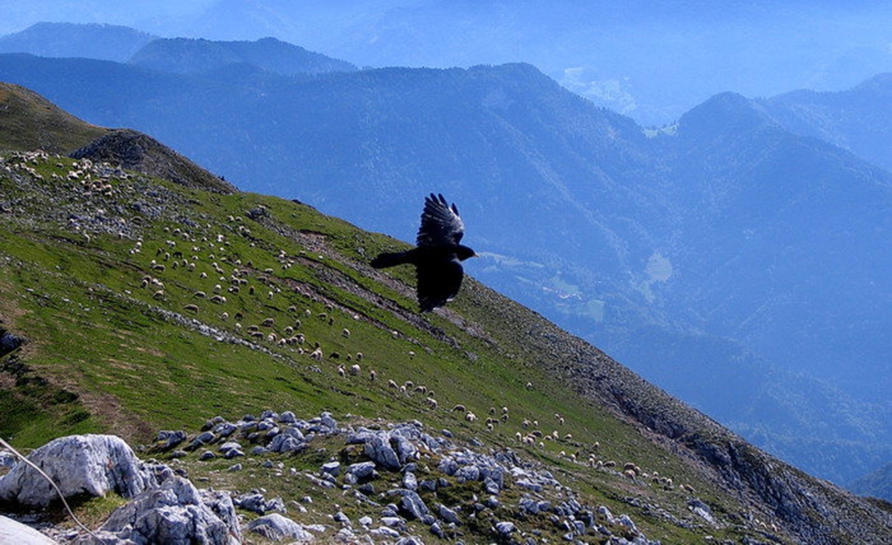 Nad pašnikom by