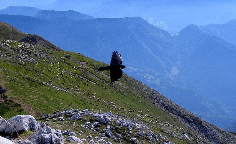 Nad pašnikom by planincelj