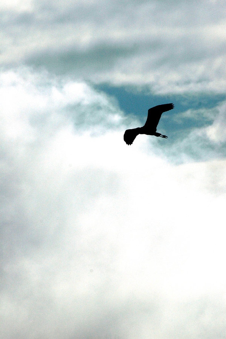 Fly away by