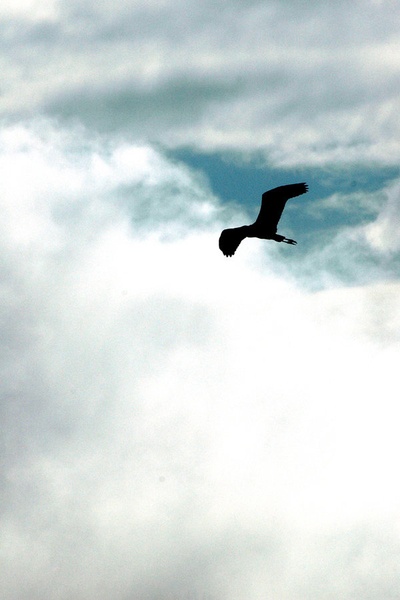 Fly away by ninja_man