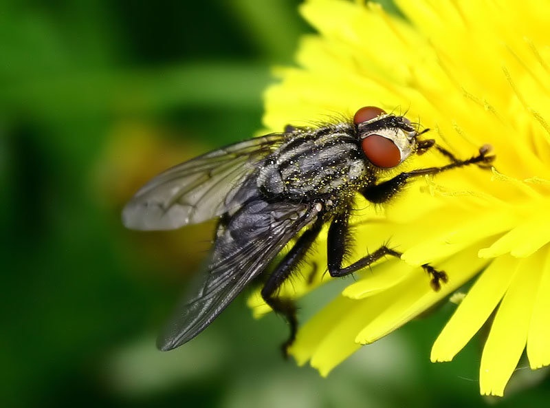 Bzzzz by Boštjan Zagožen
