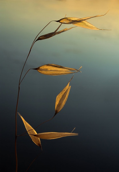 simplicity by saša jelenc