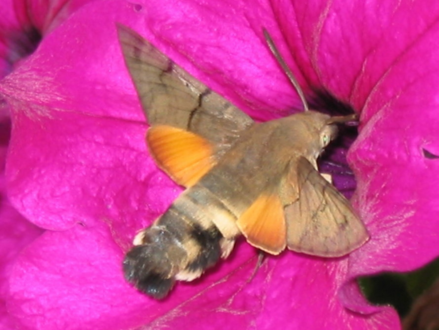 kolibri by