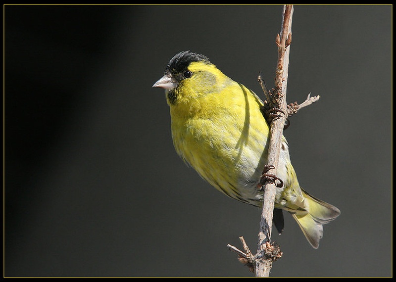 Yellow by Minos