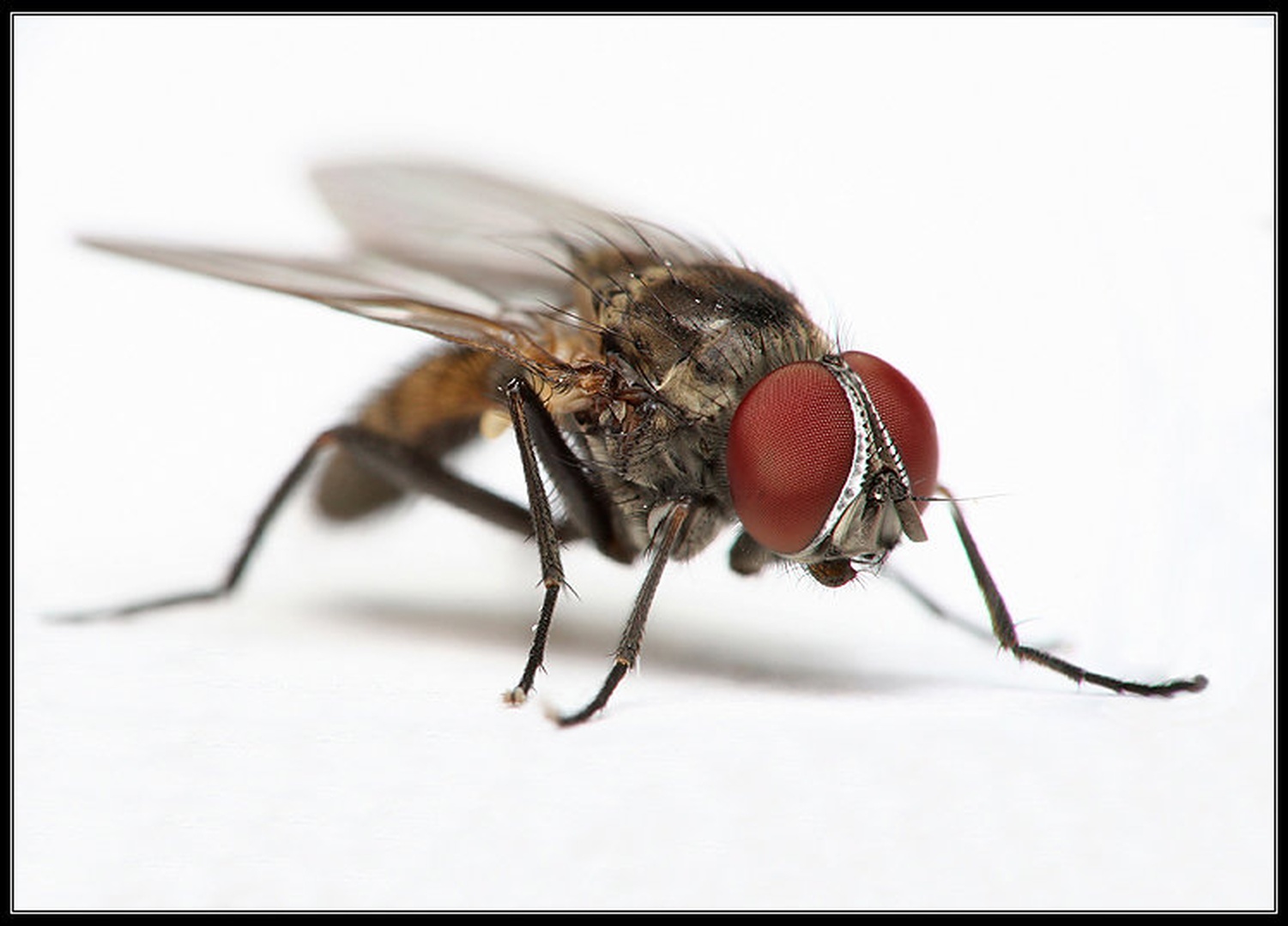 Mrs. Redeyes by