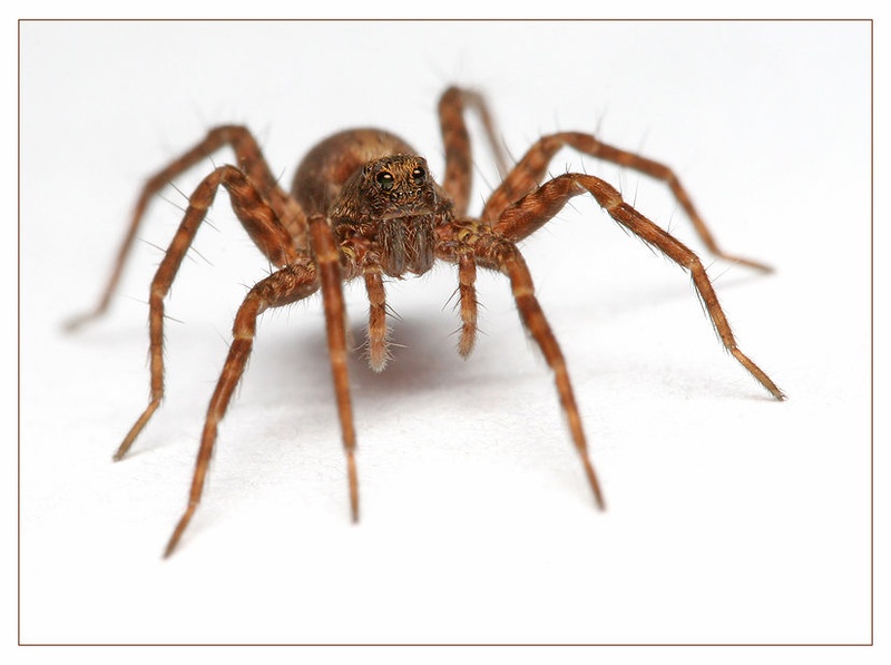 Volkec (Lycosidae) by Minos