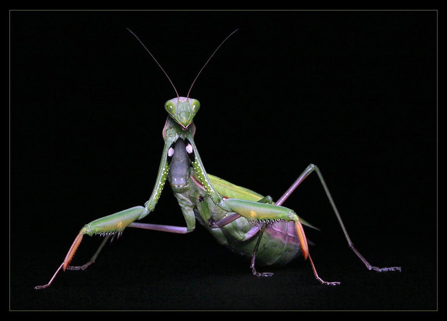 Posing by