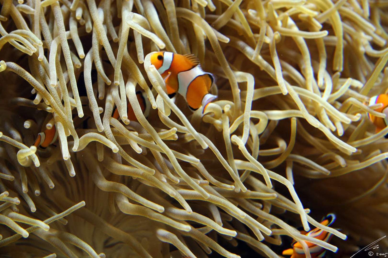 Finding Nemo by Juš Medič