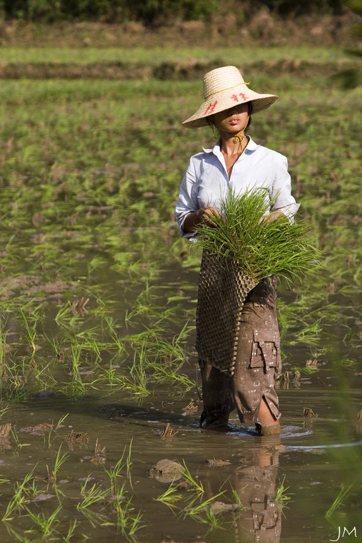 Rice Lady by Juš Medič