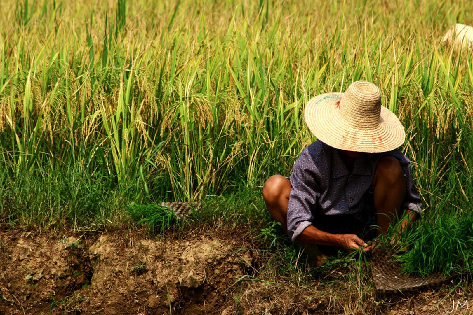 Rice lady 2 by Juš Medič