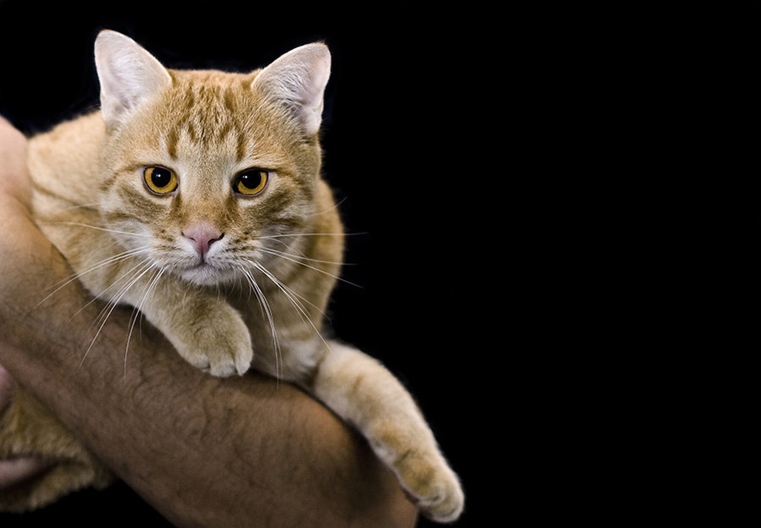 Puss by Juš Medič