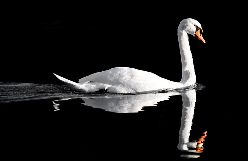 Elegantno by Juš Medič