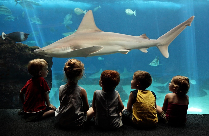 Friendly Shark by Juš Medič