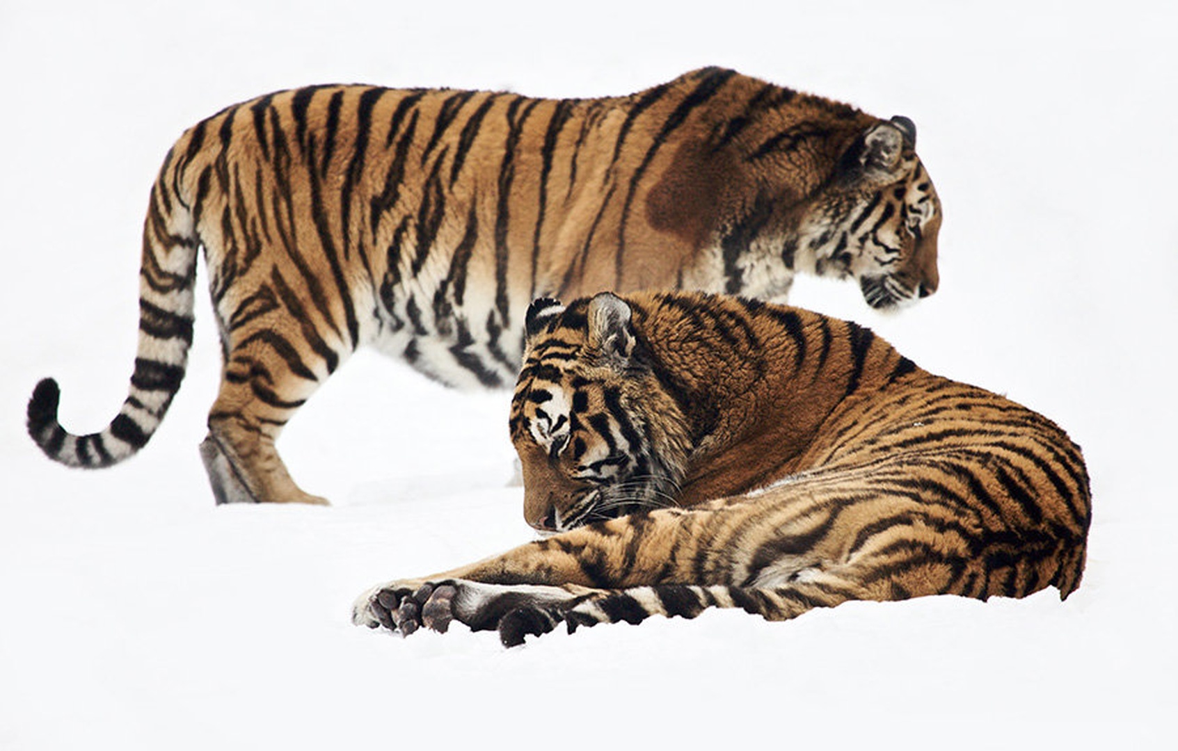 Panthera tigris altaica by Juš Medič