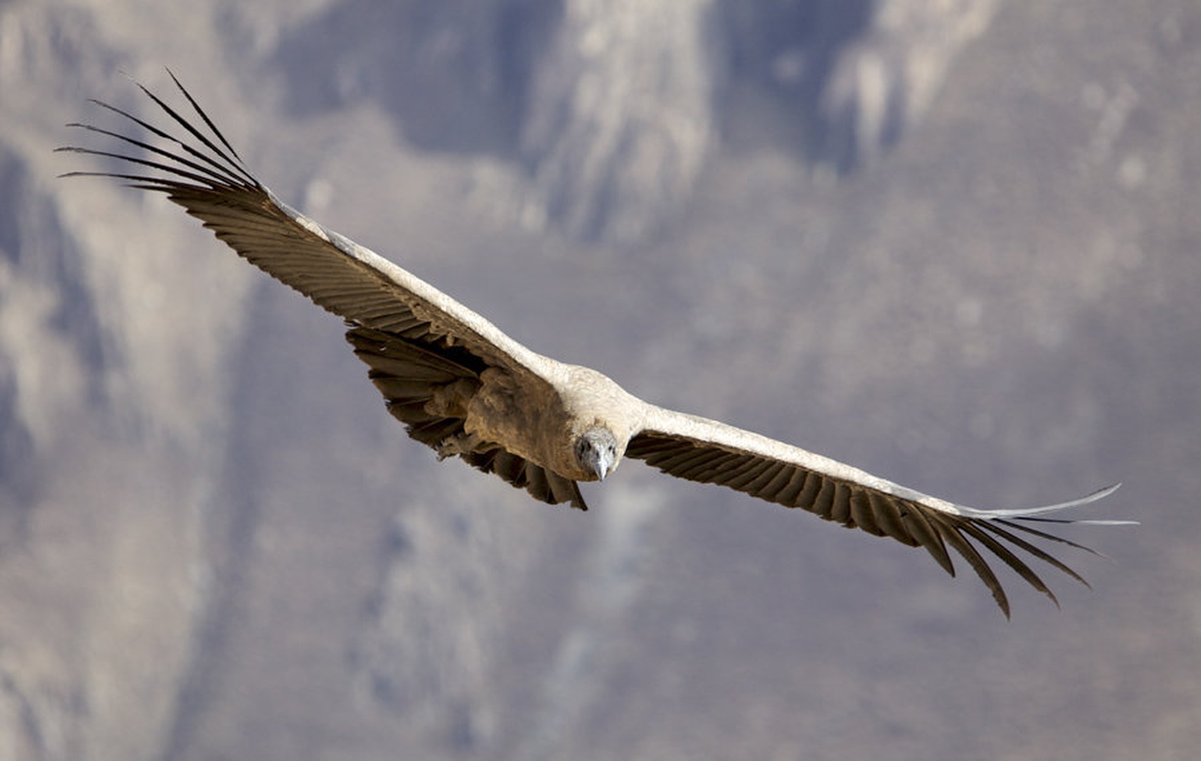Condor by Juš Medič